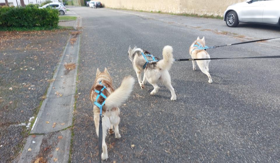 cani4